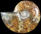 Wide Polished Cleoniceras Ammonite - Madagascar #49435-1
